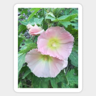 Pale pink hollyhocks photograph Sticker